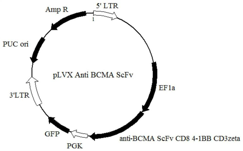BCMA-specific chimeric antigen receptor T cells and their applications