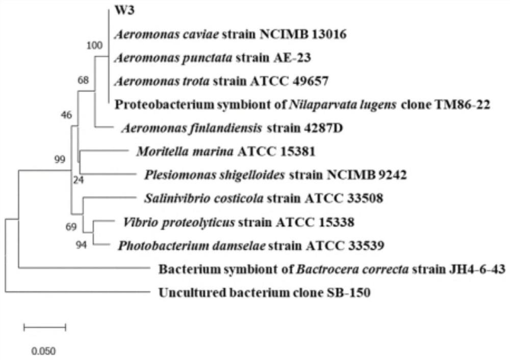 Aeromonas cainea W3 capable of degrading typical fluoroquinolone antibiotics and application thereof