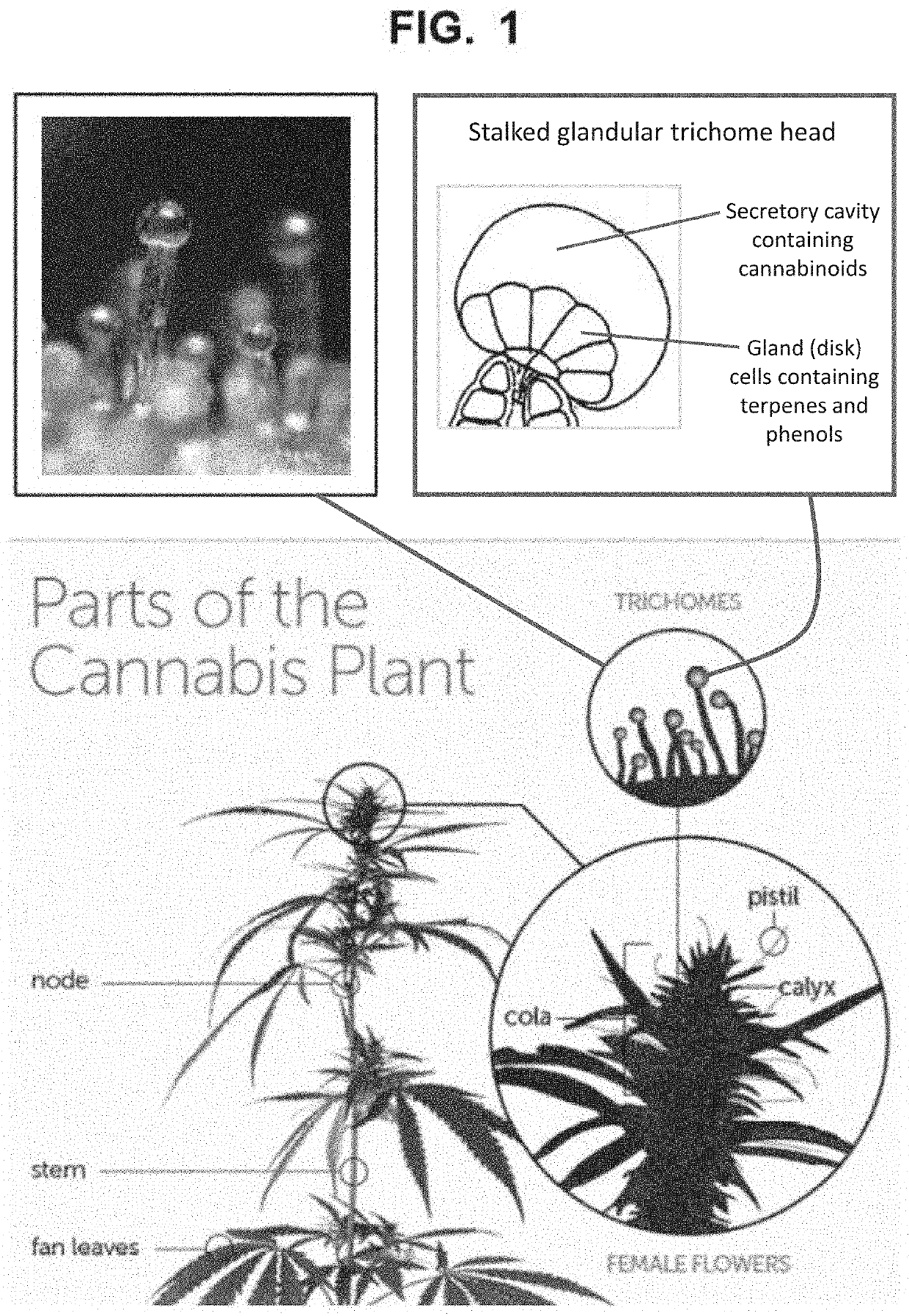 A system and method for characterization of cannabaceae plants