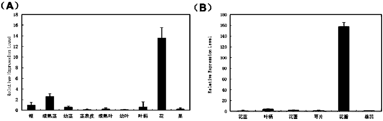 Overexpression transcription transcription factor SlBBX20 for improving the content of tomato anthocyanin