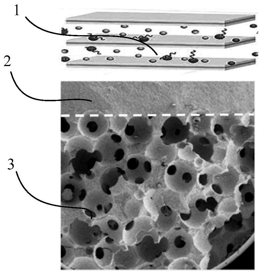 A kind of bionic osteochondral complex and its preparation method