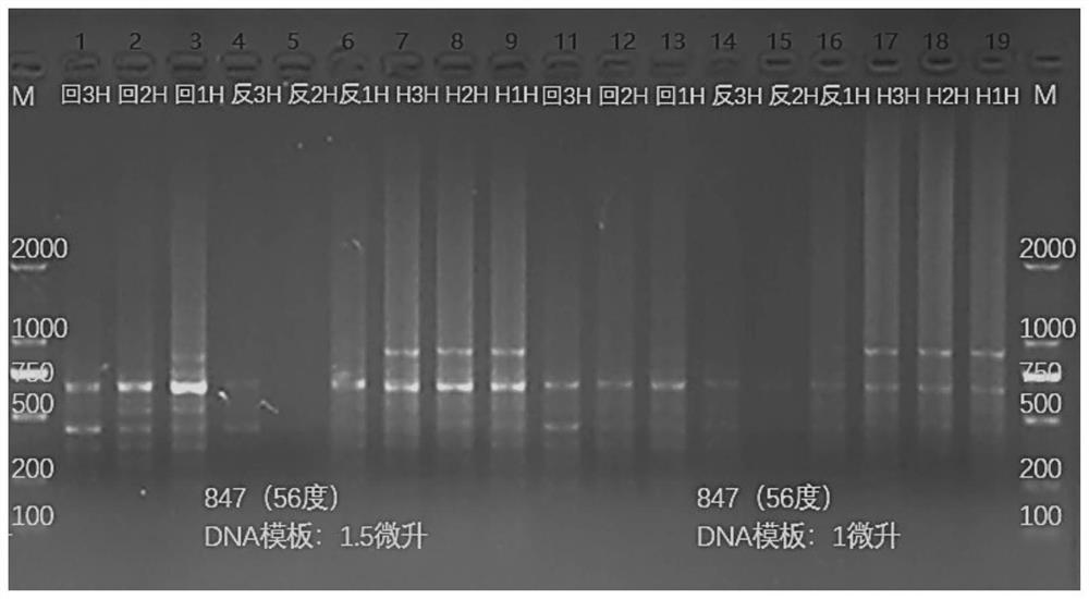 Method for distinguishing black snapper and two hybrid filial generations of black snapper by using ISSR molecular marker