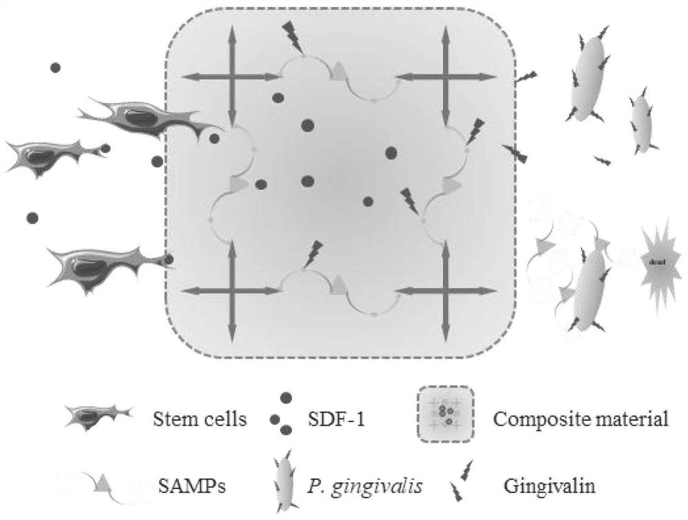 Targeted antibiosis and in-situ osteogenesis promoting bifunctional material as well as preparation method and application thereof