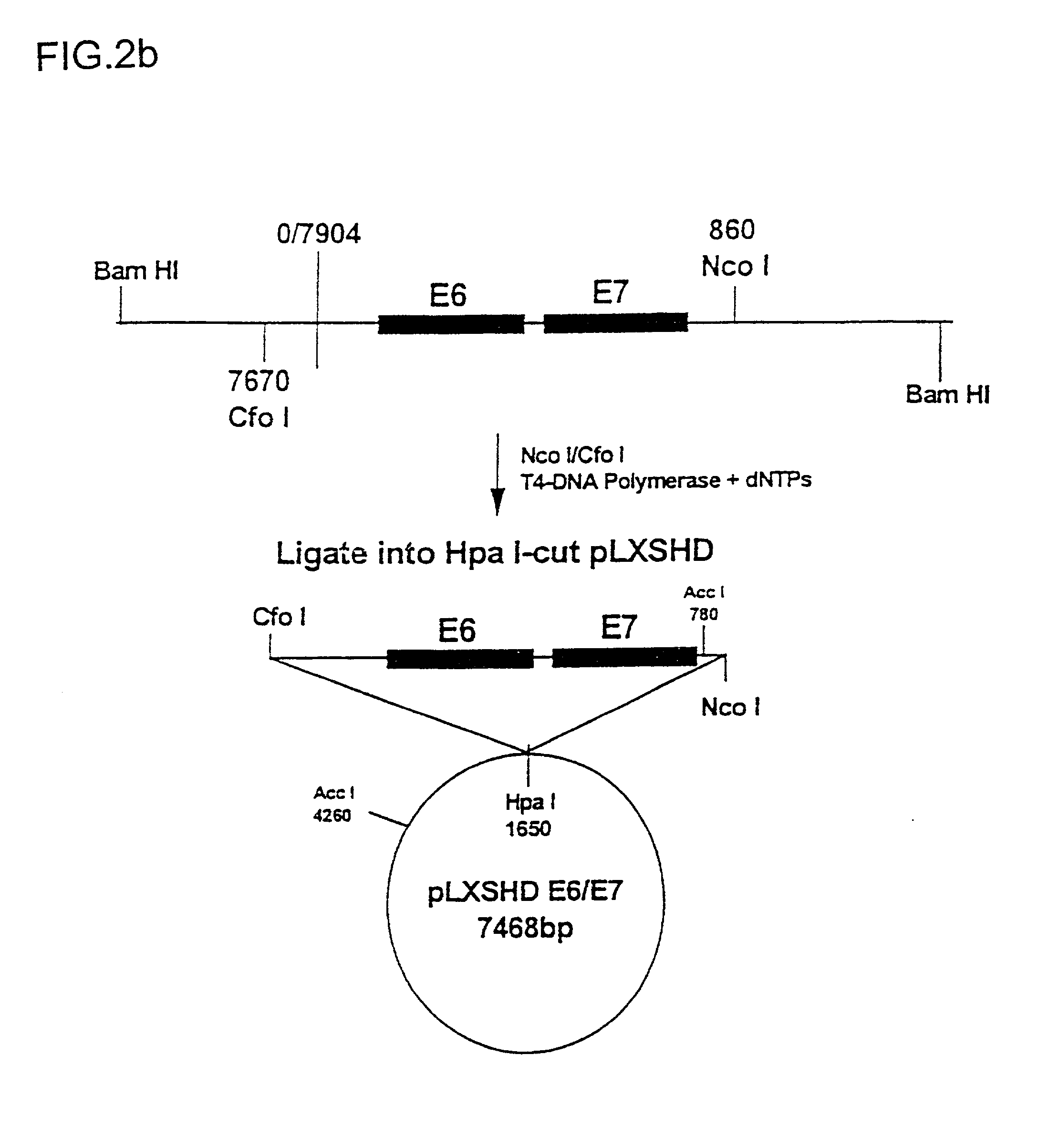 Immortalized human skin cell lines and novel serum-free medium useful for the production thereof