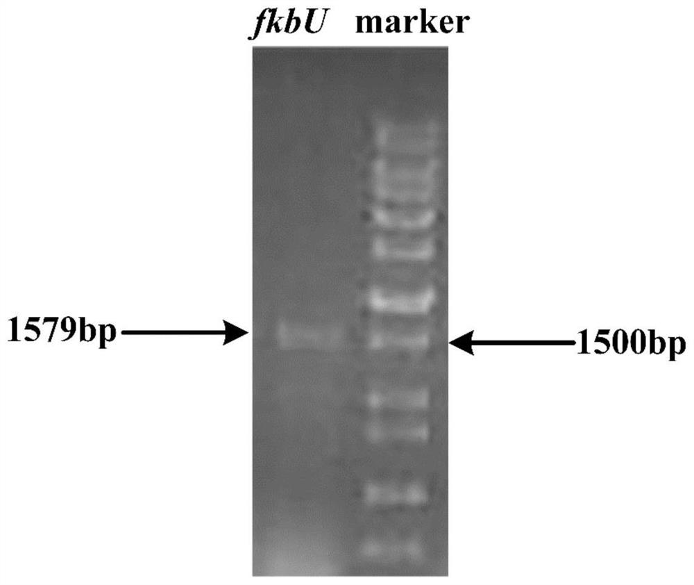 Method for increasing yield of ascomycin by using polyhydroxybutyrate as intracellular carbon library