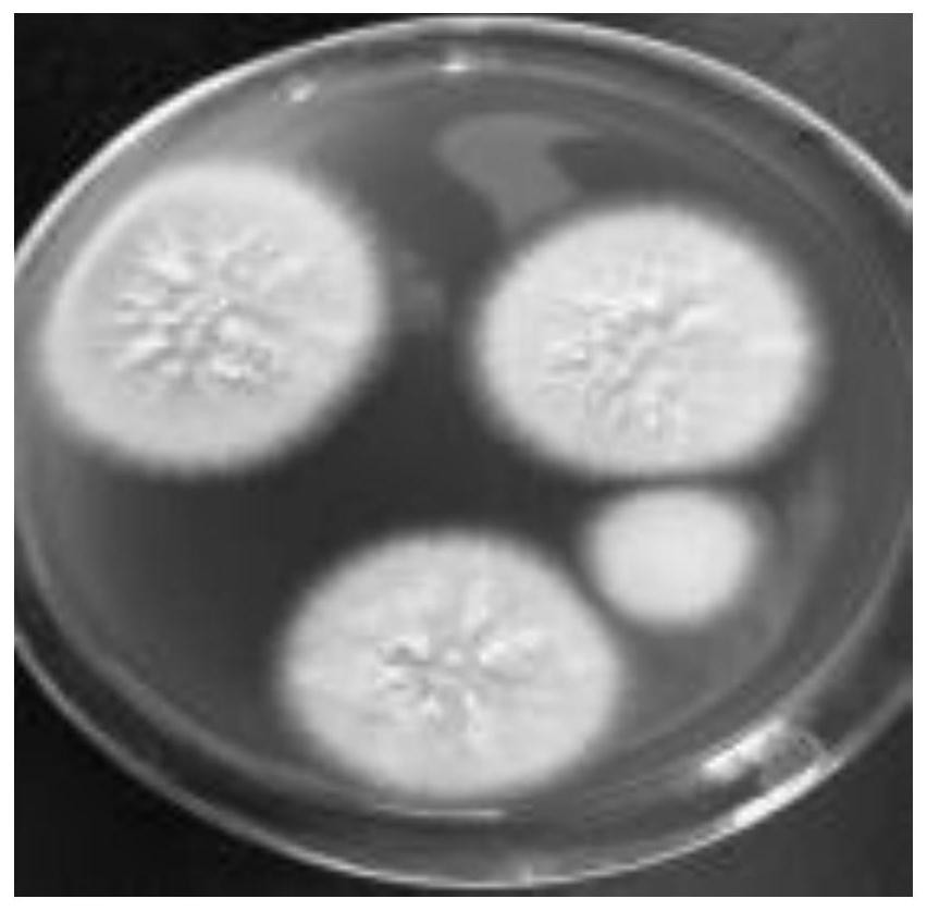 A kind of clam symbiotic fungus Aspergillus fumigatus and its preparation method, extract and application