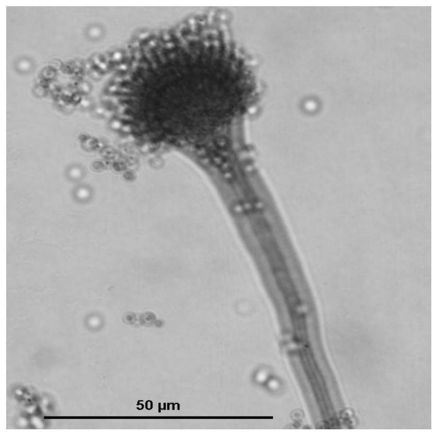 A kind of clam symbiotic fungus Aspergillus fumigatus and its preparation method, extract and application