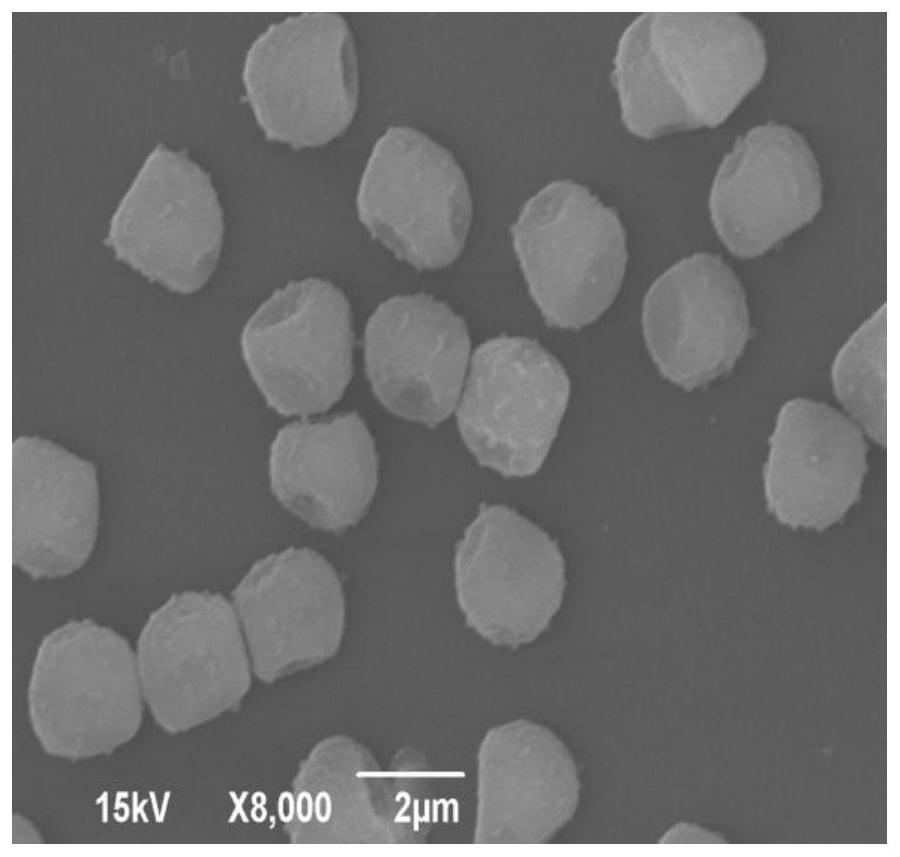 A kind of clam symbiotic fungus Aspergillus fumigatus and its preparation method, extract and application