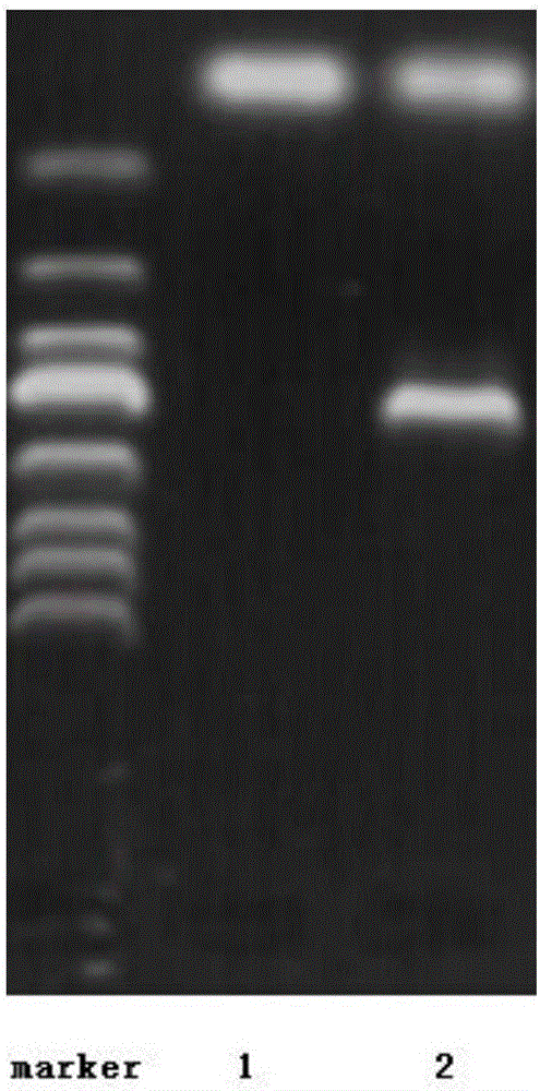 Method for directly introducing exogenous deoxyribonucleic acid (DNA) into resting spores of Pyricularia oryzae