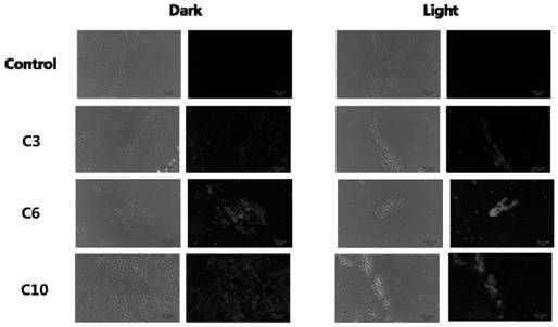 Application of hemicyanine small molecule compound as fluorescent probe and photodynamic antibacterial agent