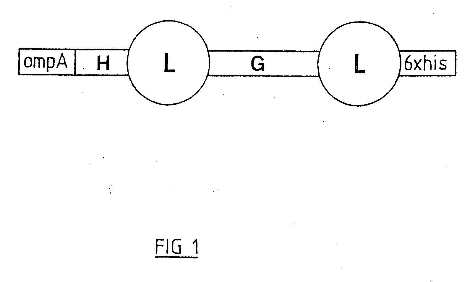 Catalytic antibodies and a method of producing same