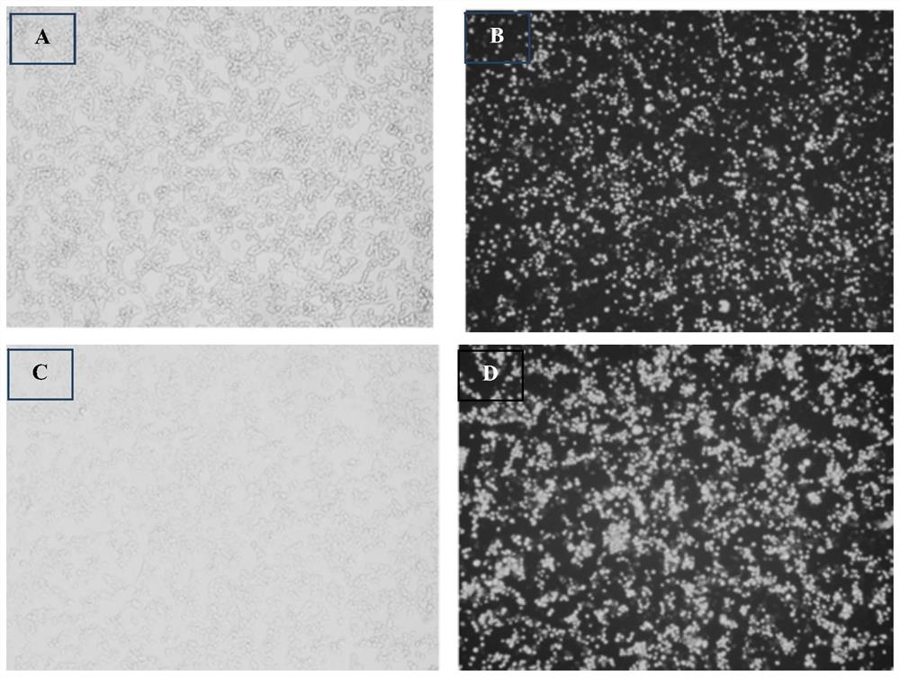 A kind of rabies virus that marks the neural network structure of the whole brain area, its preparation and application