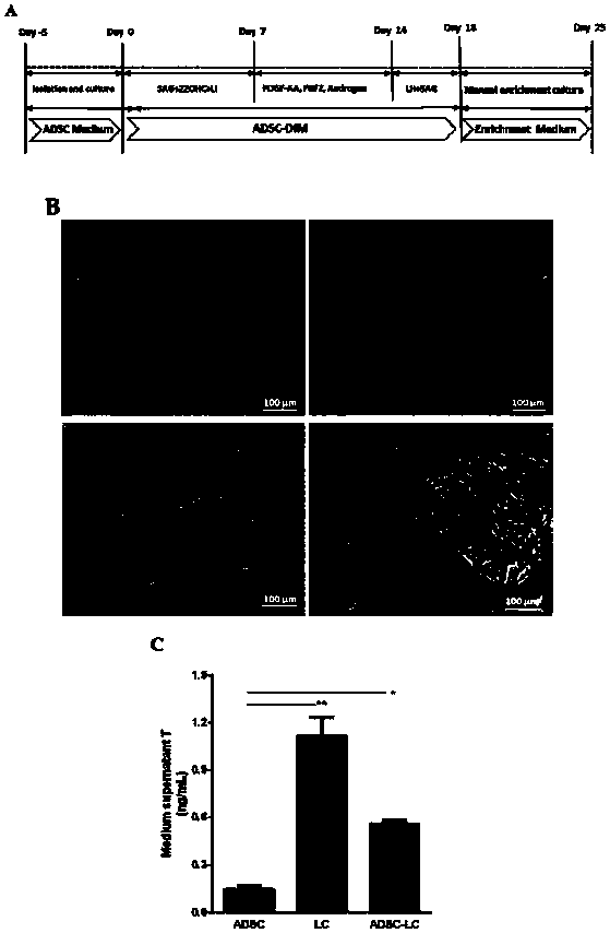 Method for inducing human ADSC (Adipose-Derived Stem Cells) to be differentiated into LCs (Leydig Cells) by micromolecules