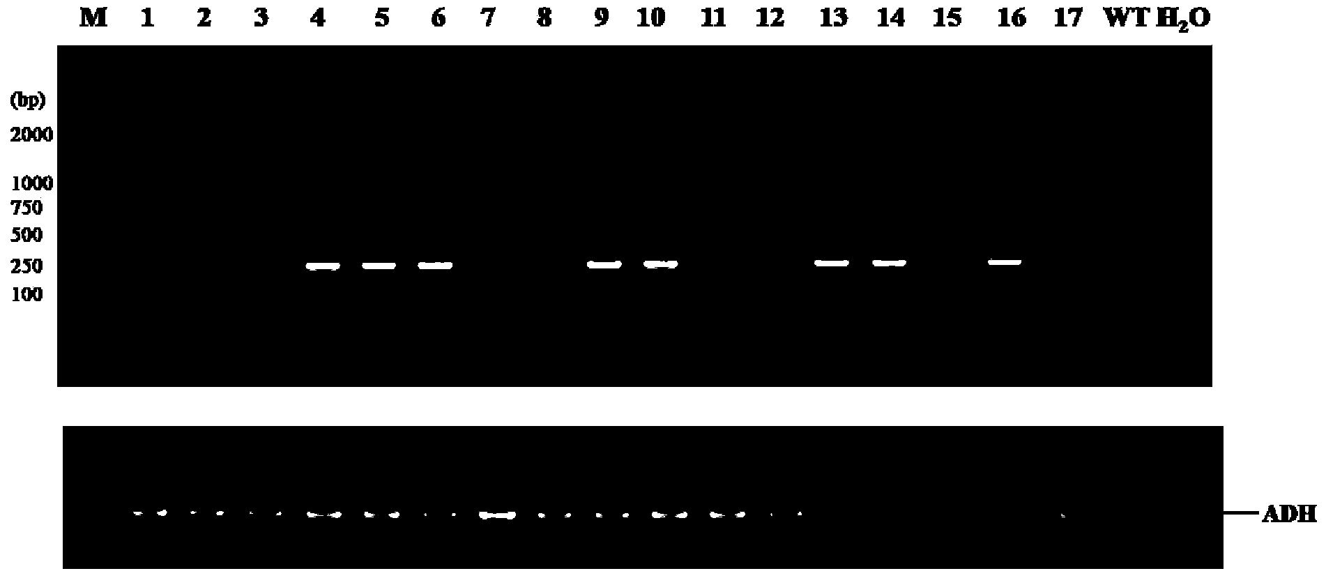 Primer pair for detecting G2-aroA gene-modified herbicide-tolerant corn G11105E-823C