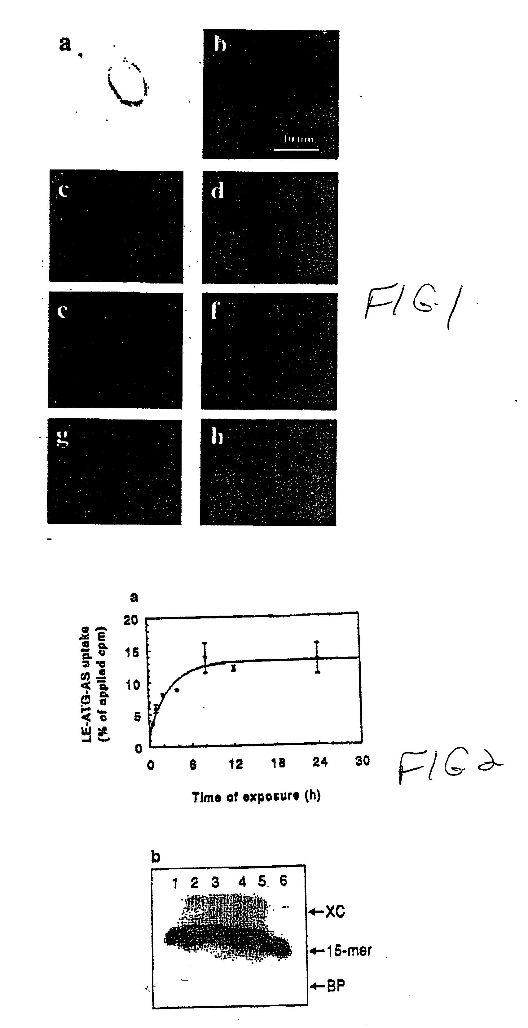 Chemosensitizing with liposomes containing oligonucleotides