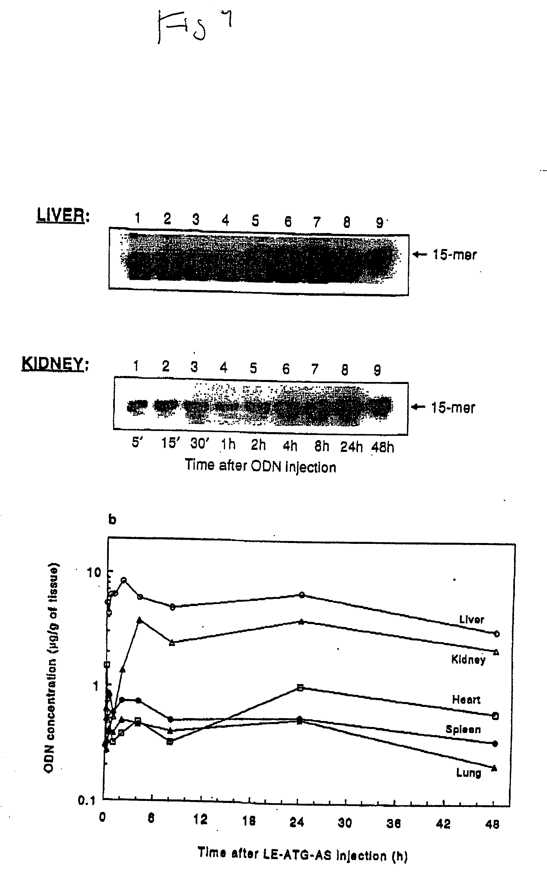 Chemosensitizing with liposomes containing oligonucleotides