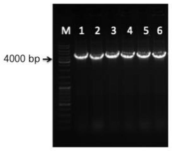 CRISPR system and application thereof to mortierella alpina