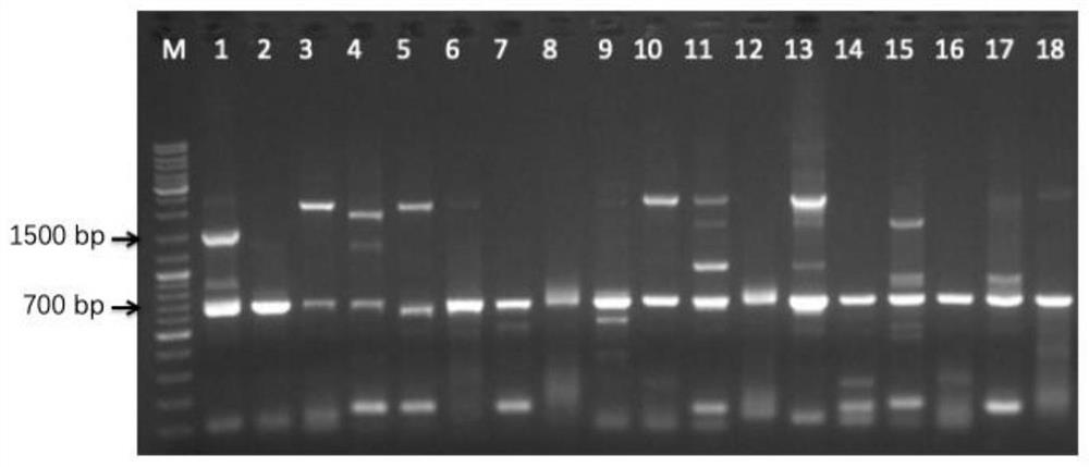 CRISPR system and application thereof to mortierella alpina