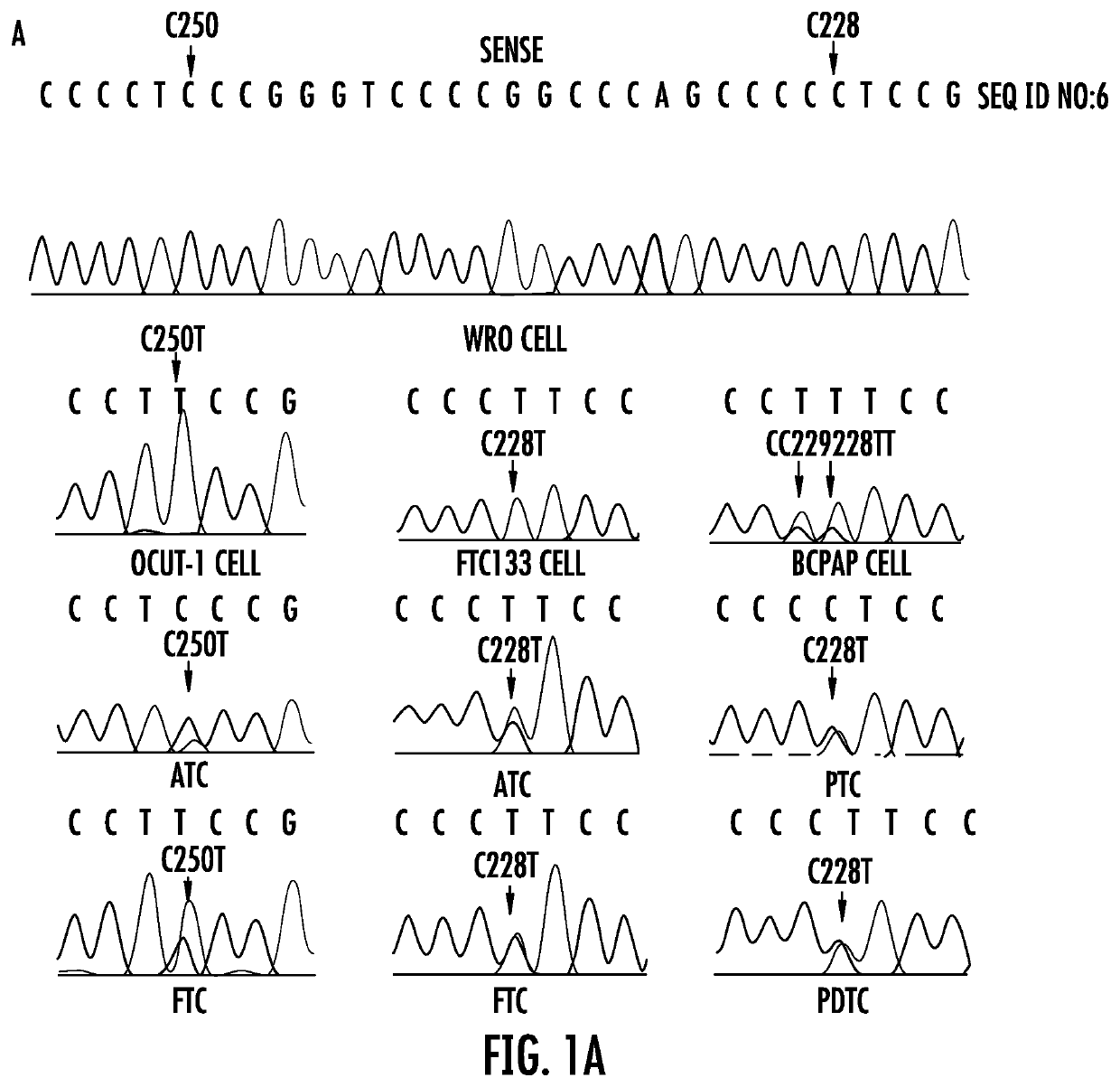 TERT promoter mutations in cancer