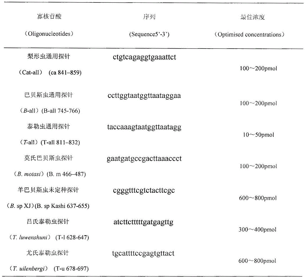 Detection film for detecting T. luwenshuni, T. uilenbergi and sheep Piroplasmea