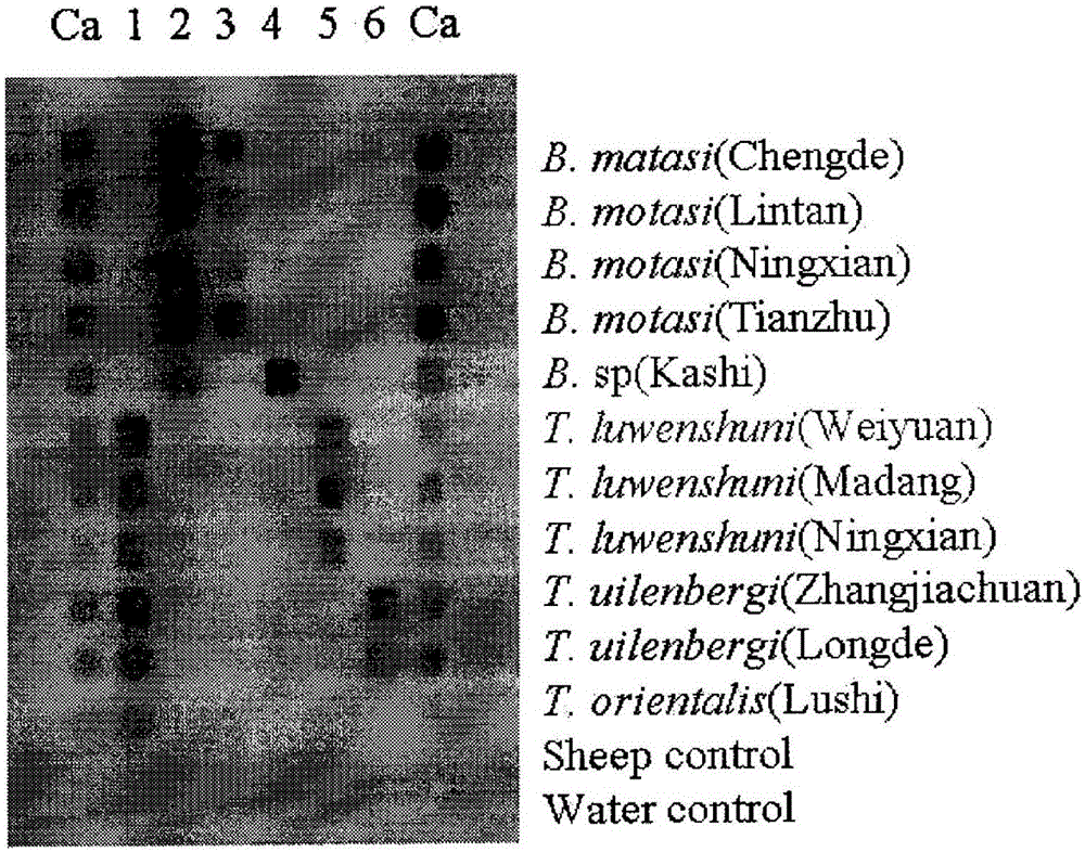 Detection film for detecting T. luwenshuni, T. uilenbergi and sheep Piroplasmea