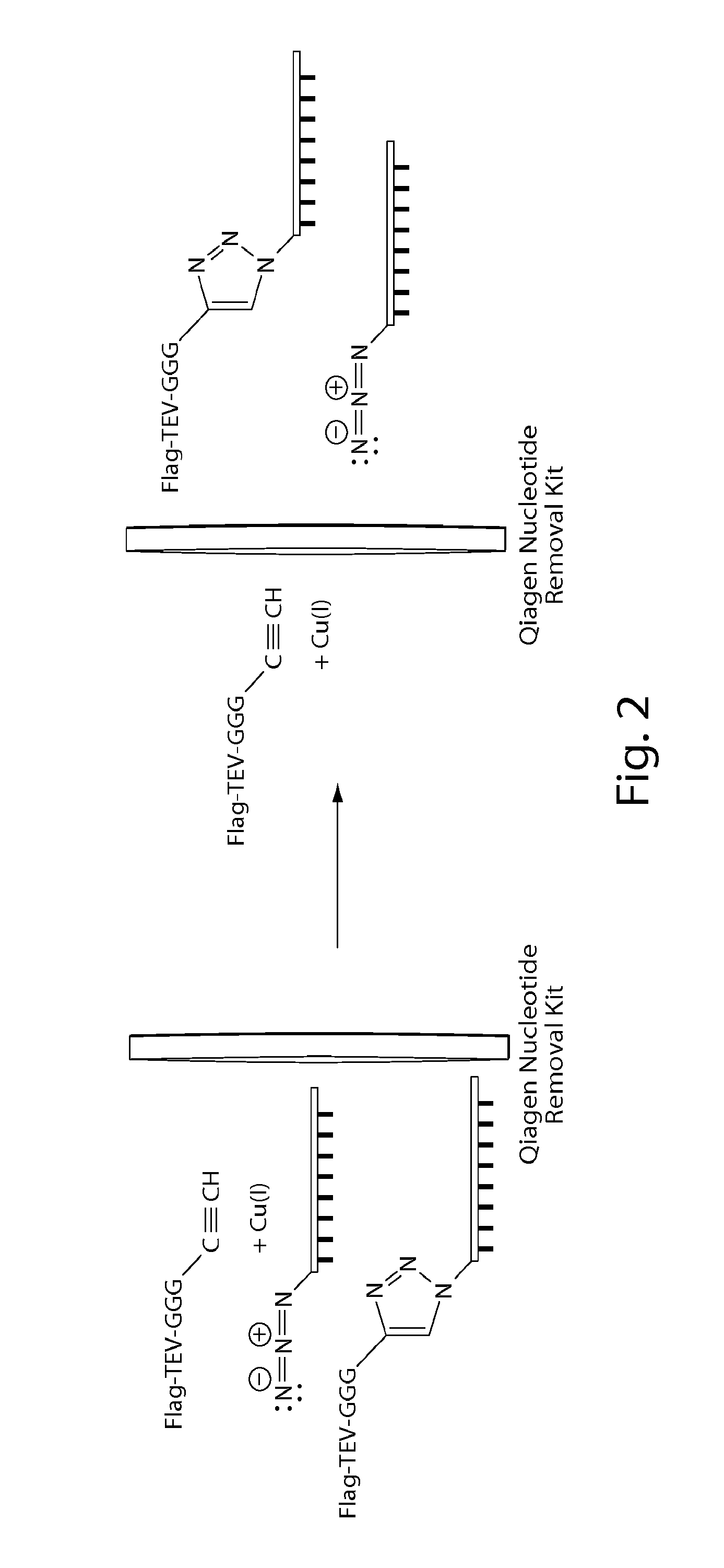 Compositions and methods relating to nucleic acid-protein complexes