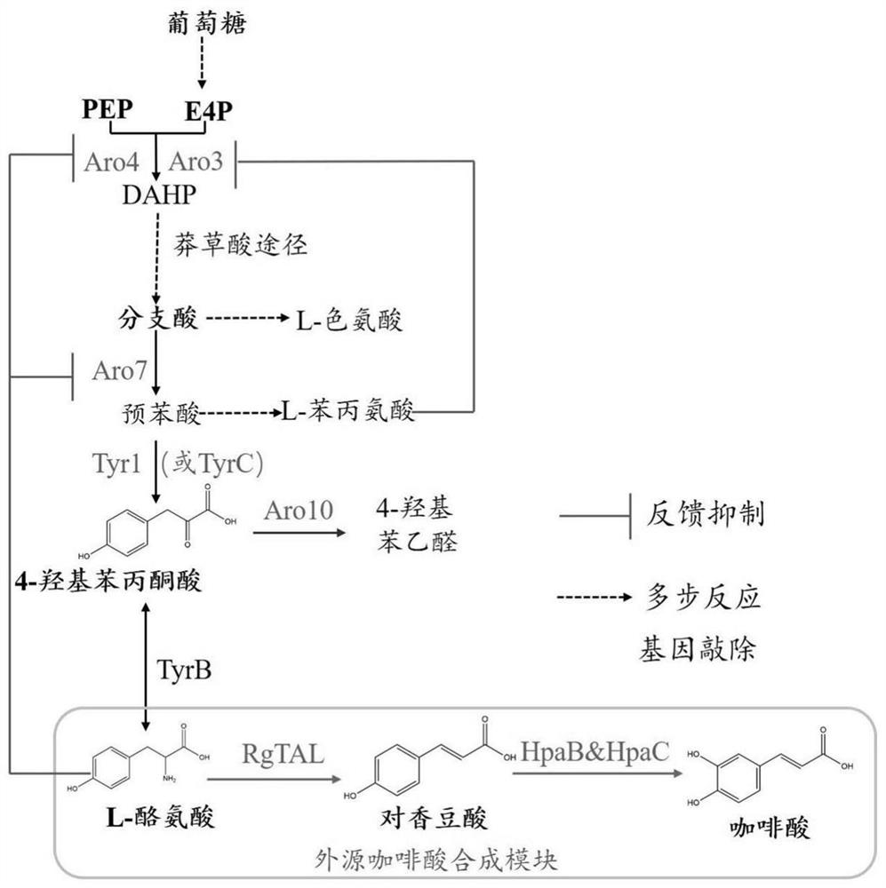 A kind of Saccharomyces cerevisiae recombinant strain and its construction method and application