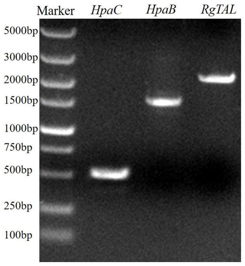 A kind of Saccharomyces cerevisiae recombinant strain and its construction method and application