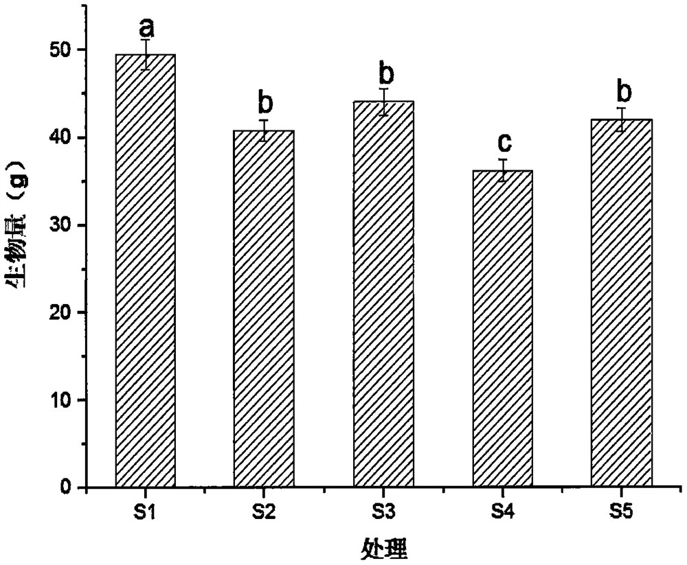 Method for promoting growth of spathiphyllum petite under heavy metal stress