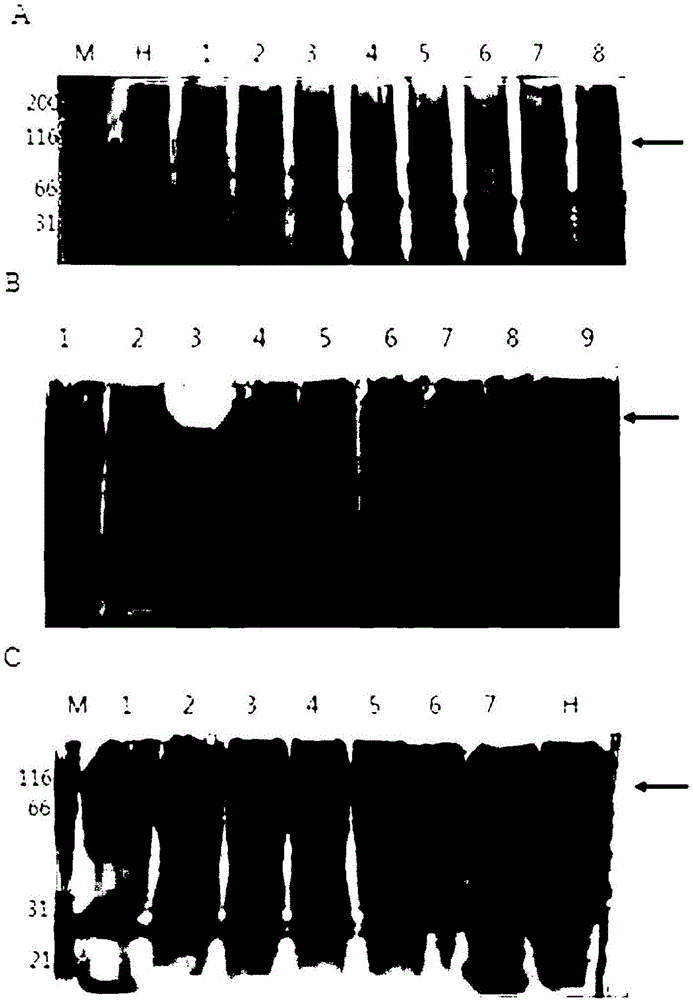 Novel catalase signal sequence and method for catalase expression using same