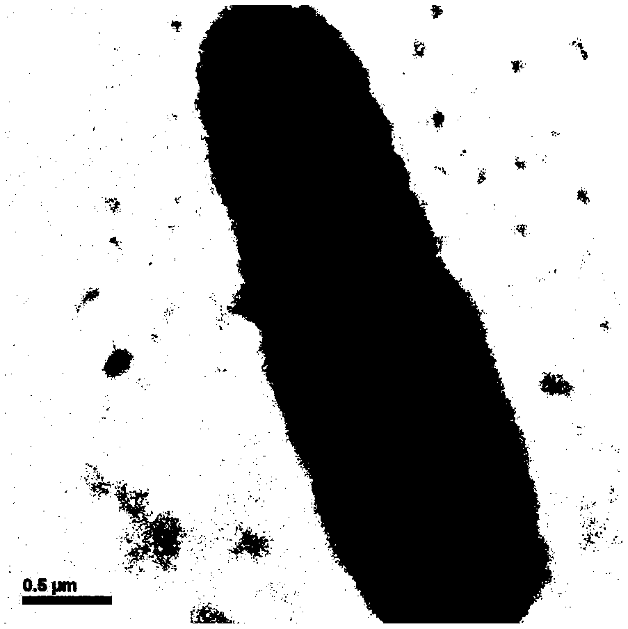 A fomesafen-degrading bacterium and its application