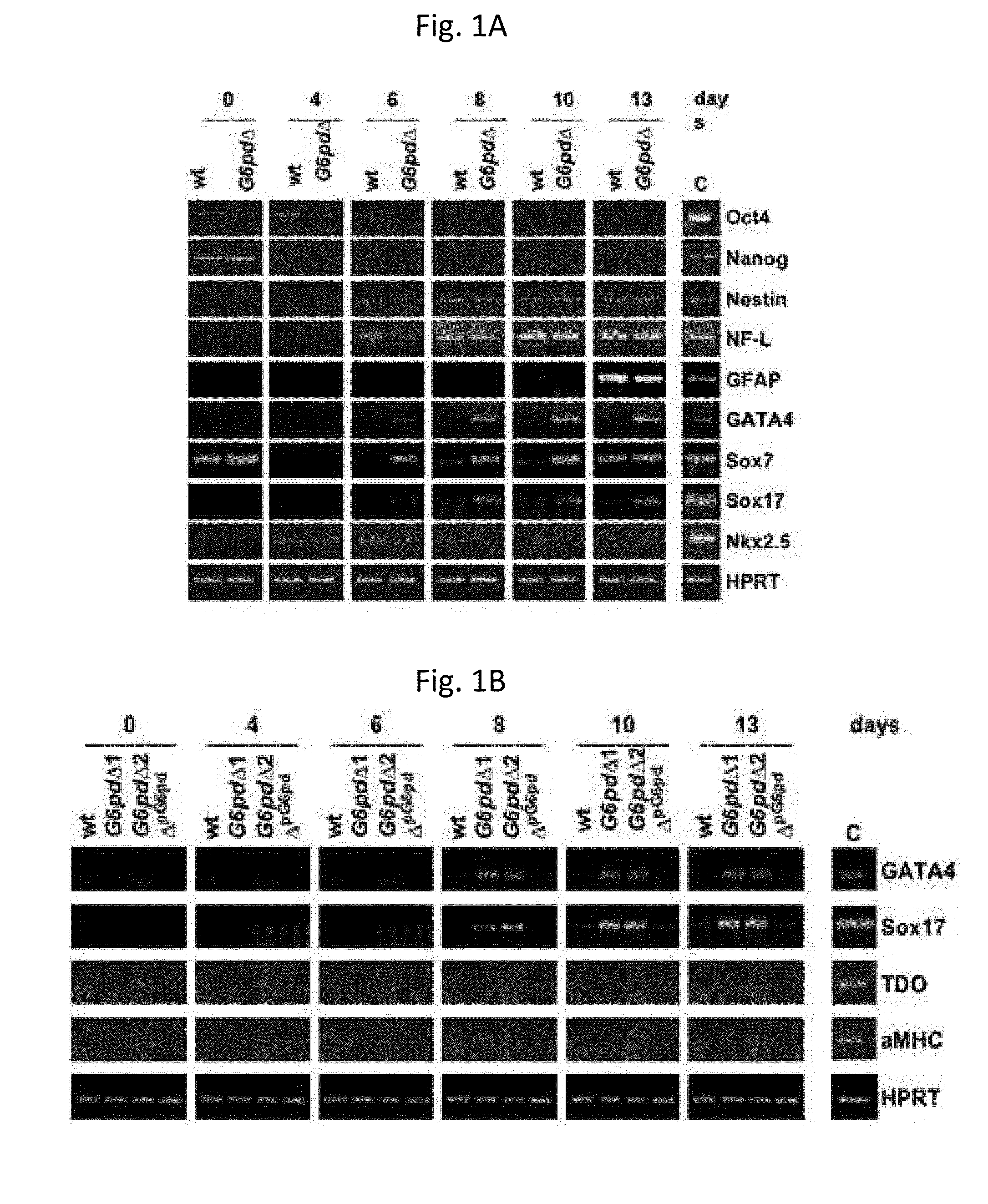 Endodermal cells from pluripotent cells