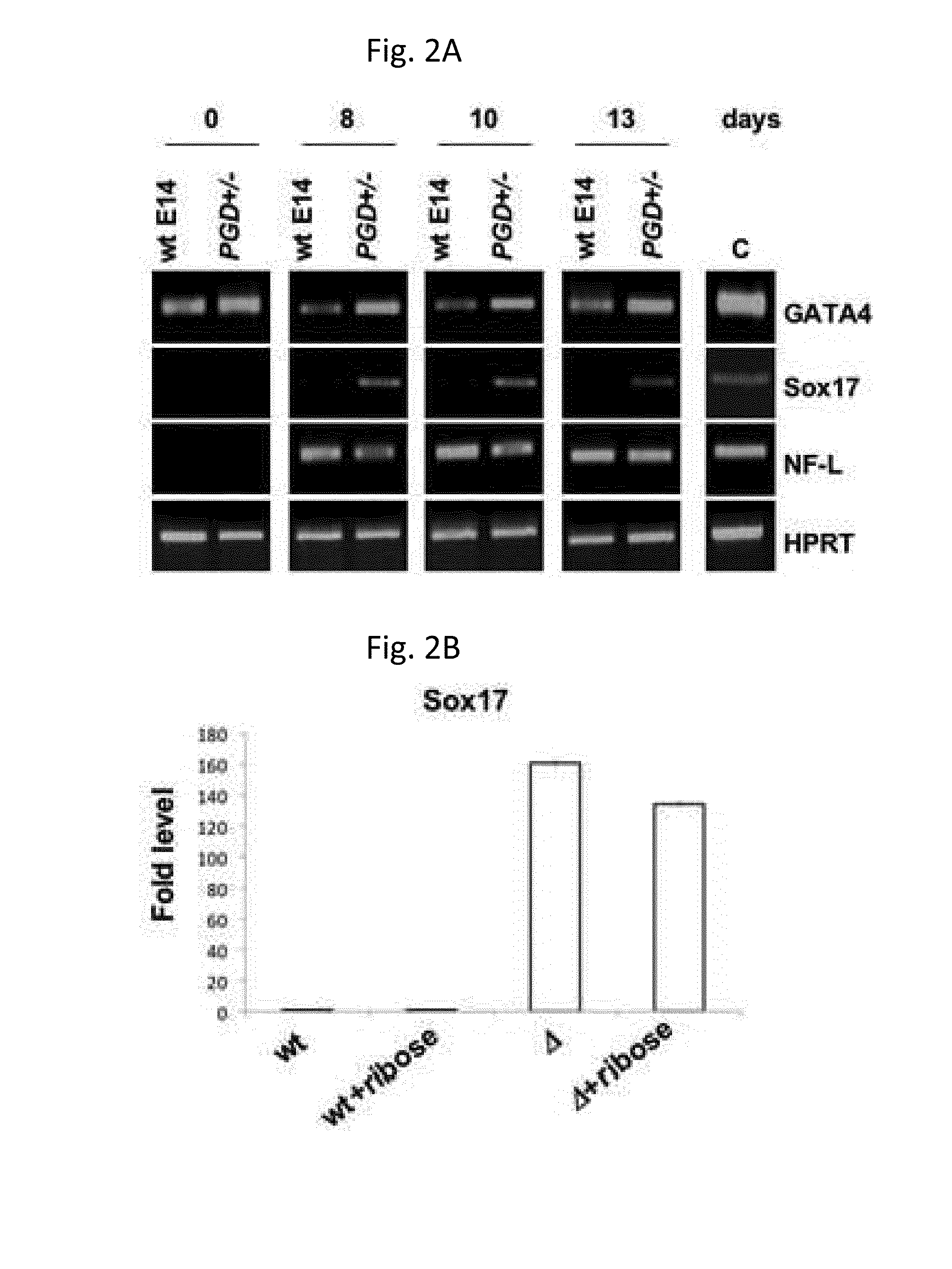 Endodermal cells from pluripotent cells