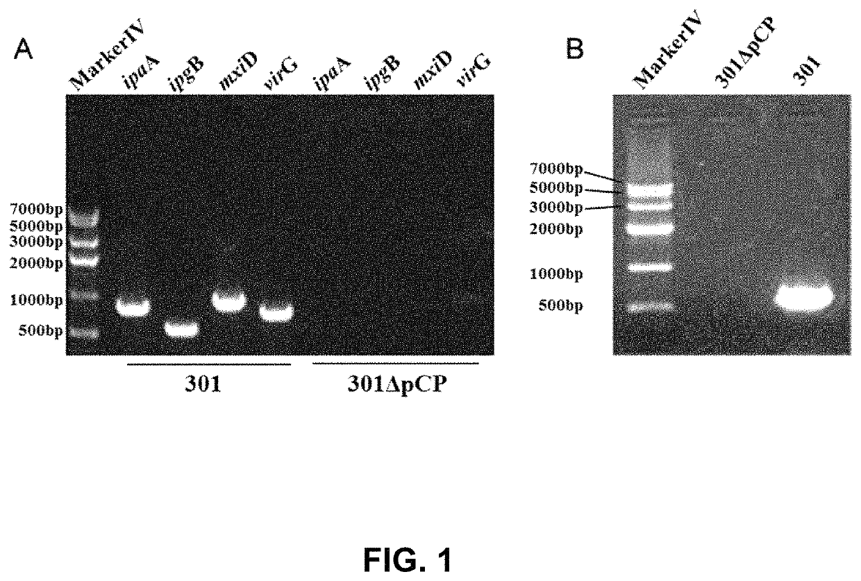 Method for preparing bacterial polysaccharide-modified recombinant fusion protein and use of the protein