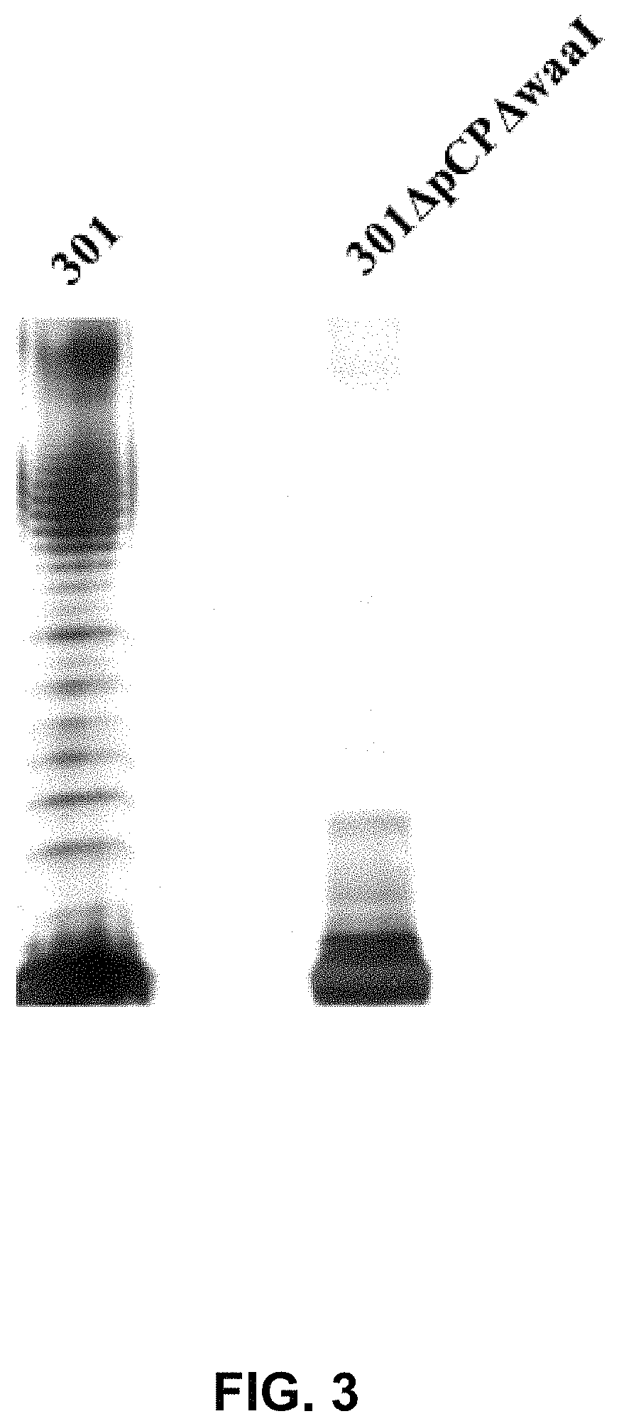 Method for preparing bacterial polysaccharide-modified recombinant fusion protein and use of the protein