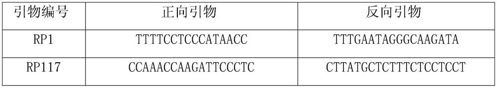 A set of microsatellite primers for red panda genes