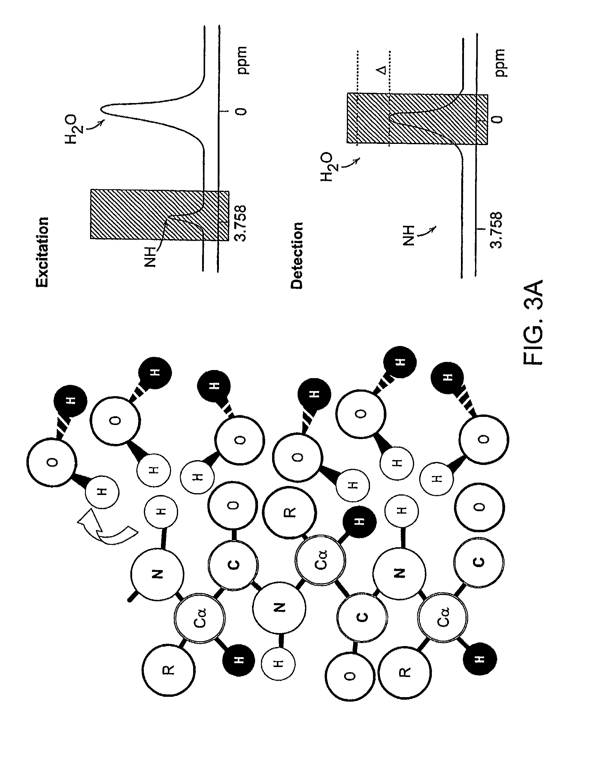 Chemical exchange saturation transfer based MRI using reporter genes and MRI methods related thereto