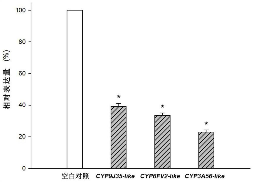 Method for silencing bradysia odoriphaga cytochrome P450 enzyme system gene, and application thereof