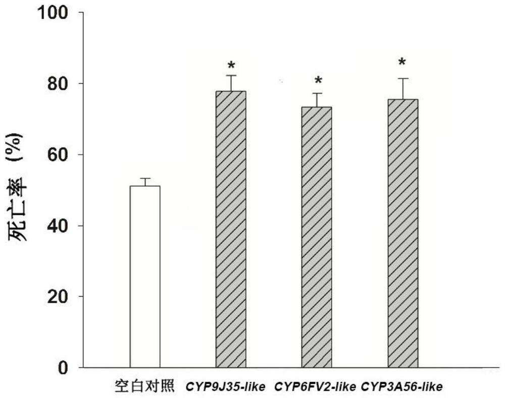 Method for silencing bradysia odoriphaga cytochrome P450 enzyme system gene, and application thereof