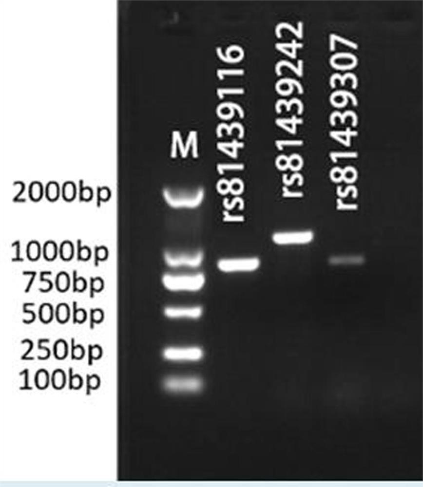 Application of rs81439242 SNP molecular marker in breeding of live pig varieties related to body length