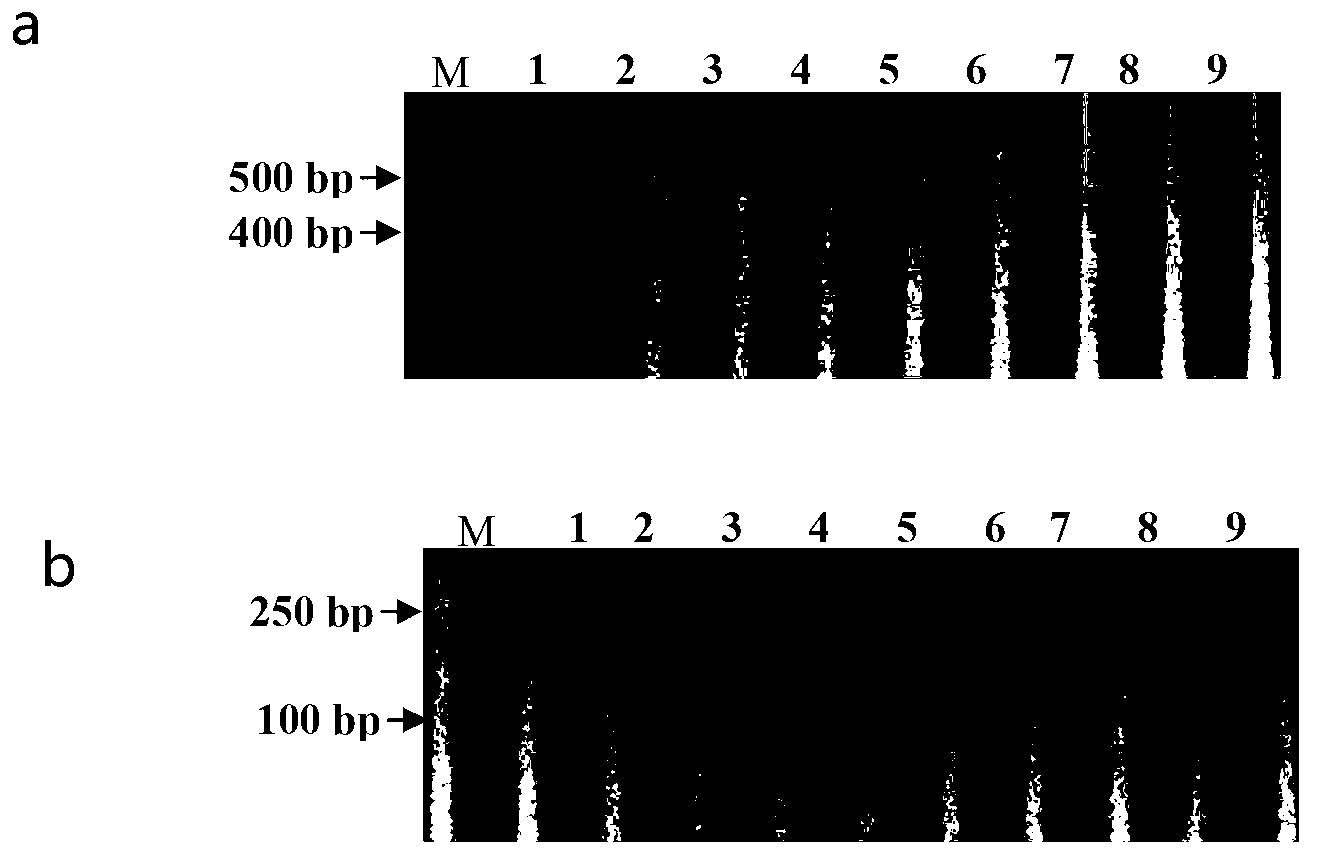 Gene-specific molecular marker Pi2SNP of rice blast-resistant gene Pi2 as well as preparation method and application thereof