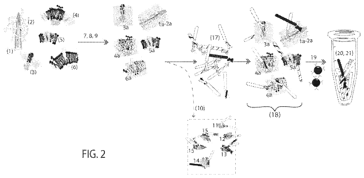 Novel methods for the in vitro processing of cancer cells from one individual to accurately preserve the antigenic architecture of multiple surface abnormalities specific to the individual cancer and for rapidly selecting and amplifying anti-cancer molecules highly specific for cancer stem cells and other abnormalities regardless of their rarity while minimizing collateral damage to normal tissue associated with less specific therapies