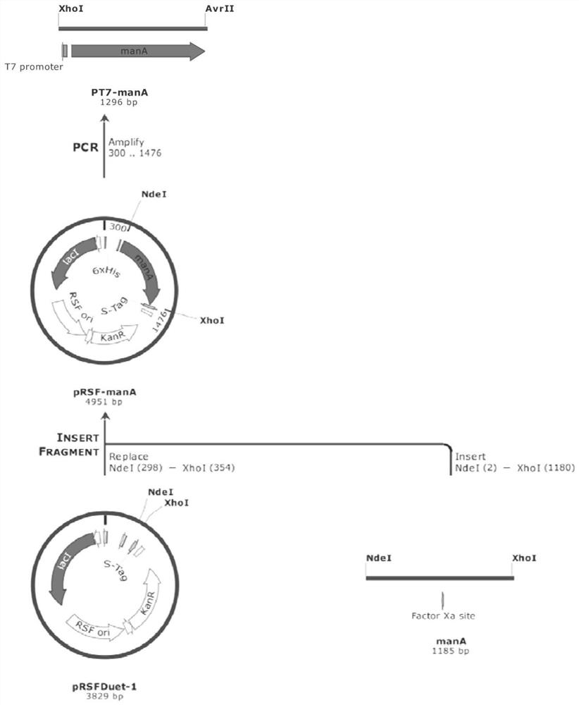 Escherichia coli and application thereof to synthesis of fucosylated oligosaccharide