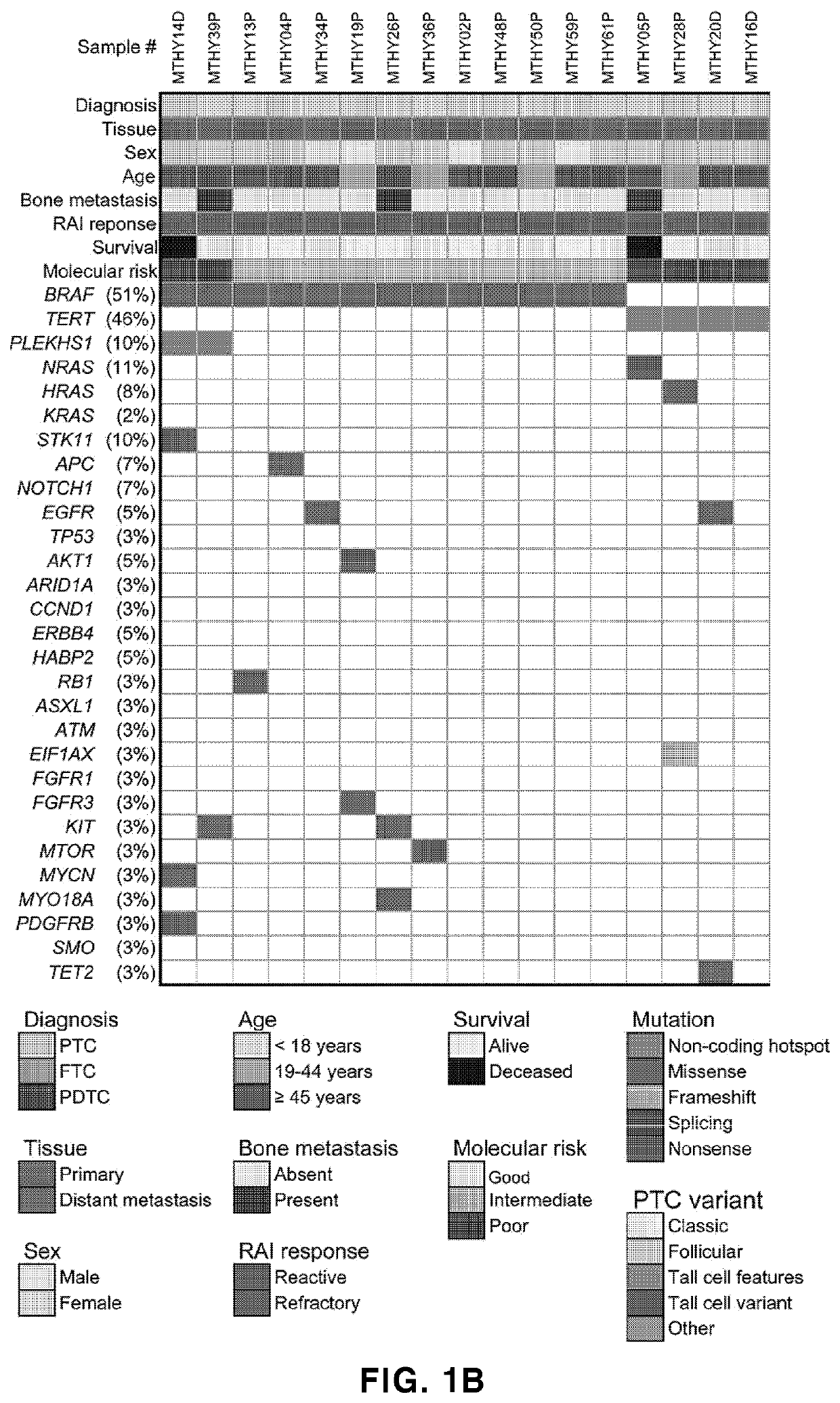 Biomarker composition for diagnosing or predicting prognosis of thyroid cancer, comprising preparation capable of detecting mutation in plekhs1 gene, and use thereof