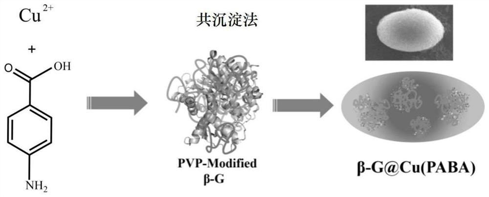 Metal-organic framework immobilized β-glucosidase and its preparation method and application