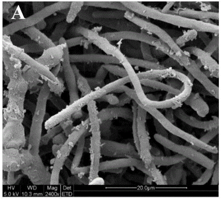 Method for promoting efficient conversion of Colletotrichum lini to DHEA (dehydroepiandrosterone) by adding ethylene glycol