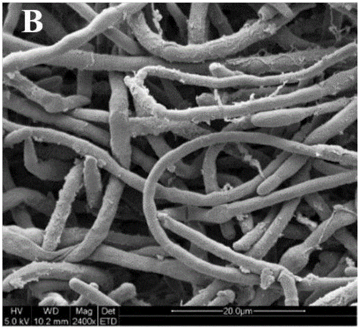 Method for promoting efficient conversion of Colletotrichum lini to DHEA (dehydroepiandrosterone) by adding ethylene glycol