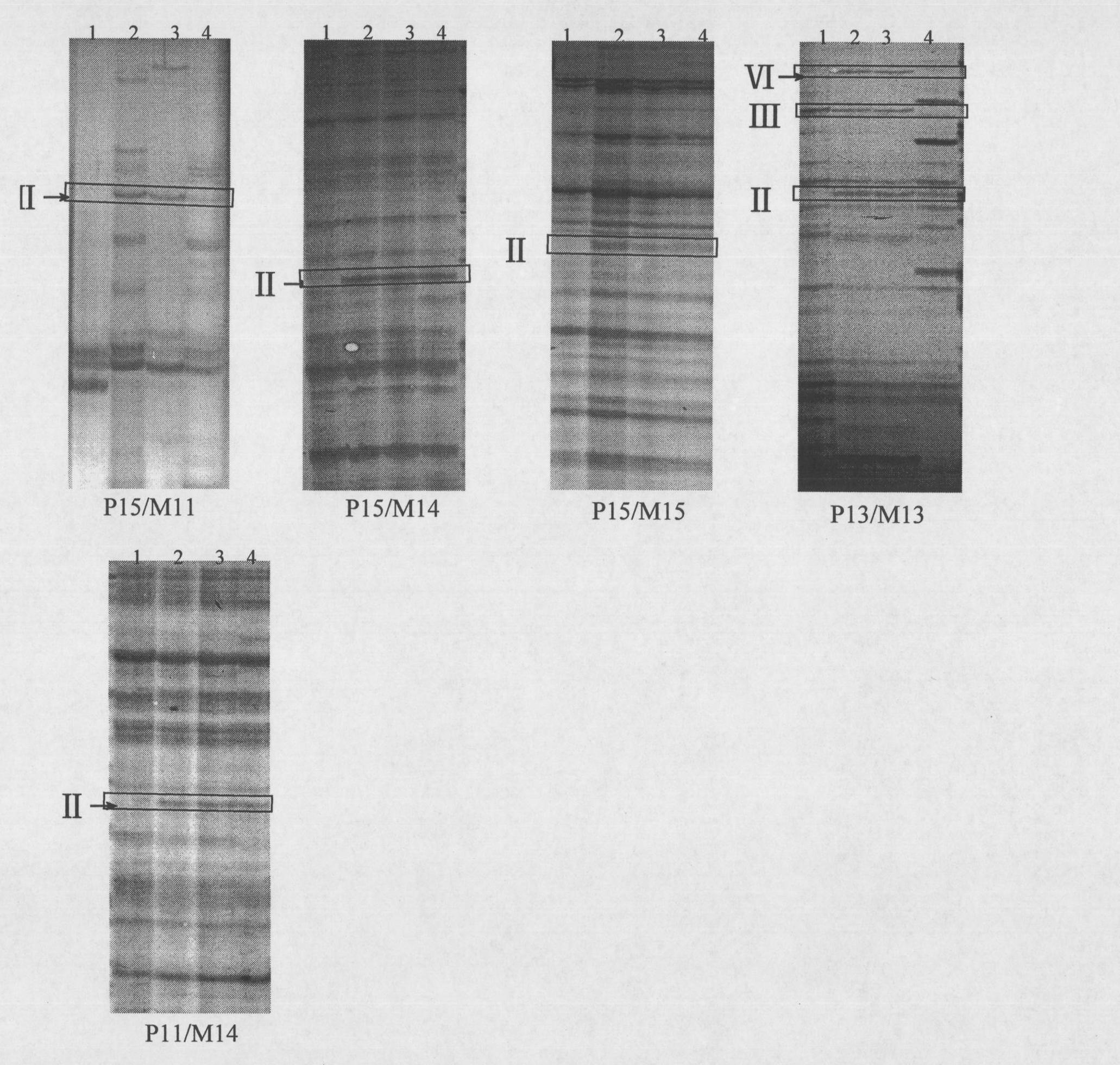 Genetic detection method of powdery mildew-resistant near-isogenic lines Brock/Jing411&lt;7&gt;