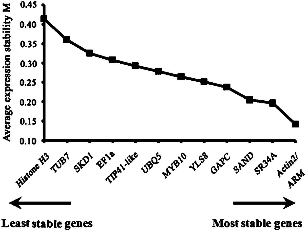 Fluorescence quantitation internal reference genes of leaf tissues of different parts of two pear trees different in three form and primer and application thereof