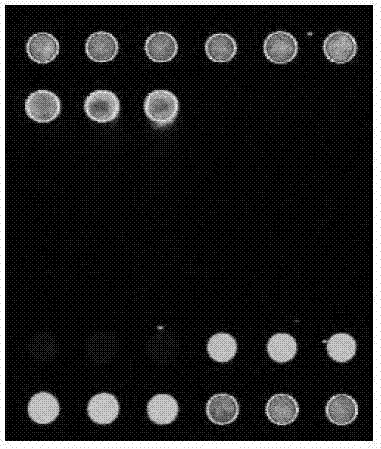 Chip for screening Pelamoviroid and application thereof